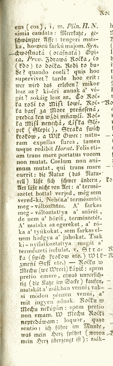 Kočka