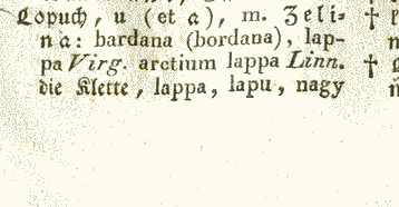 Lopuch